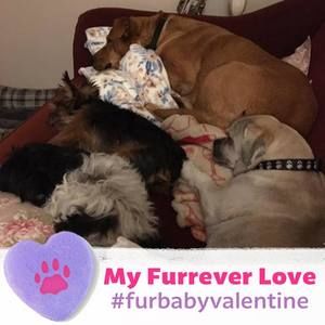 Meet your Posher, Laurie